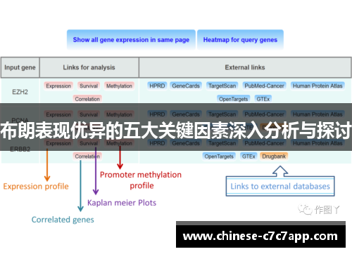 布朗表现优异的五大关键因素深入分析与探讨